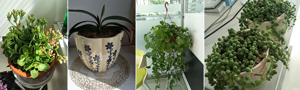 k8��������Ӯ�Ұ칫��ֲ��